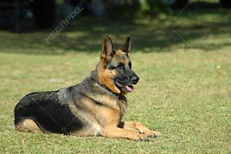 German Shepherd
