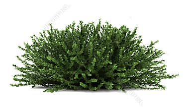 Coral beauty bush isolated on white