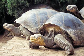 Giant tortoise, Galapagos Islands, Ecuador