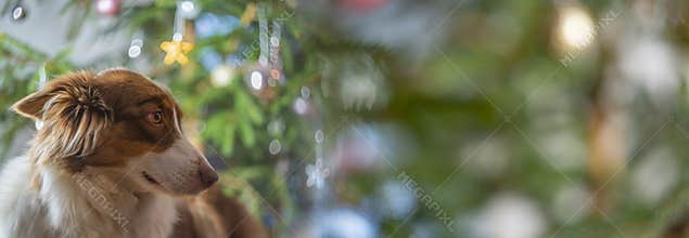 Cute dogs border collie before christmas tree at home