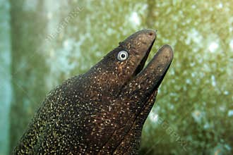 Moray eel