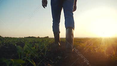 agriculture. man farmer in rubber boots walks country road near a green field of wheat grass. crop farmer worker goes