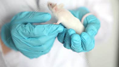 A small white mouse with red eyes in the hand of a scientist in a blue rubber glove.