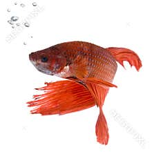 Siamese fighting fish