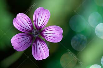 Lavender Purple Wild Geranium Flower