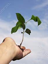 New growth #2