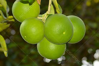Close Up View A Bunch Of Citrus Maxima Or Pomelo Fruits Hanging On Tree