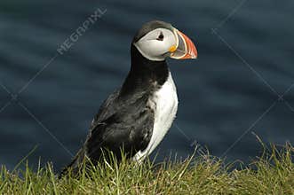 Puffin