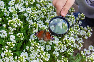 child looks into a magnifying glass butterfly sits on flowers