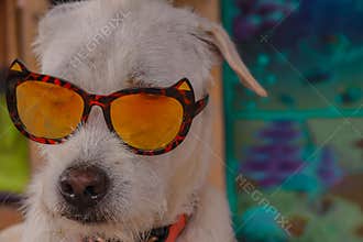 Dog wearing funky summer sunglasses
