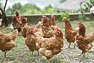 group of chickens outside