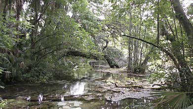 Florida swamp vegetation
