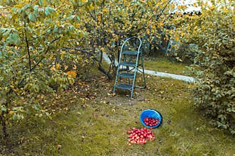Harvest. A ladder for collecting apples from stands near a tree in the garden, next to a bucket of scattered apples