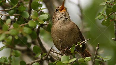 Eurasian Wren Troglodytes troglodytes singing on the branch, very small brown bird, the only member of the wren family