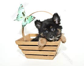 Pomeranian Puppy