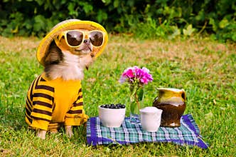 Chihuahua dog picnic in the garden