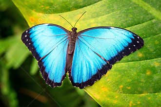 Blue Morpho Butterfly, Ecuador