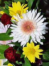 Bouquet of Chrysanthemum flowers
