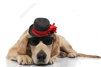Golden retriever dog lying down and wearing sunglasses