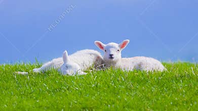 Closeup Cute newborn Spring lamb lambs on a farm copyspace