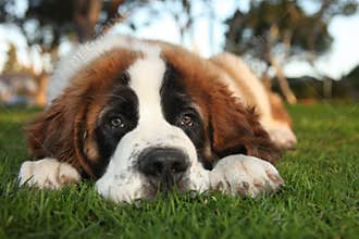 Cute Saint Bernard Purebred Puppy