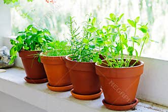 Fresh green herbs