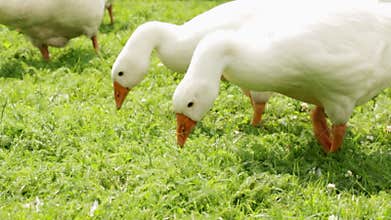 Breeding geese,farm birds walking on the lawn, nibbling grass, goose fodder