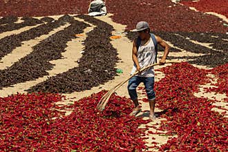 In Peru, a man rakes a crop of peppers.