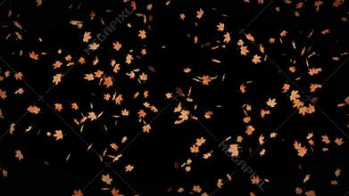 Autumn leaves falling animation with transparent background
