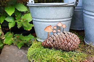 Small mushrooms grow from a pine cone. Pine cone with mushrooms lies on moss , next to zinc pots as garden decoration.