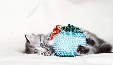 Puppy of siberian cat with Christmas ball