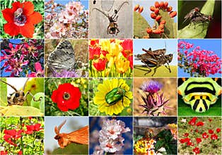 Biodiversity