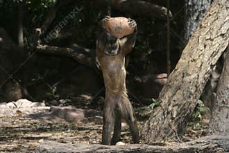 Brown capuchin or black-striped capuchin or bearded capuchin, Cebus libidinosus