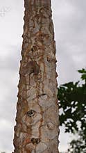 Snails crawl up papaya trees to get food. hunting photos of slimy animals. photo hunting in the morning