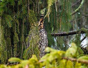 Great Horned Owl Roosting In A Spruce Tree