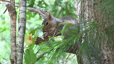 Squirrel eating nuts
