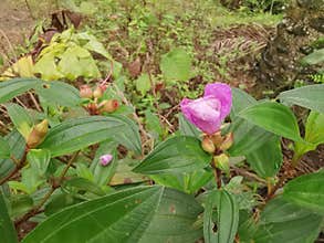 the wild melastoma malabathricum affine flowery weed plant.