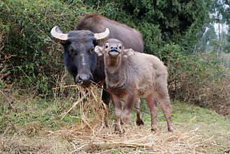 Asian buffalo
