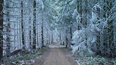 River winter forest nature tree ice outdoor season weather snow