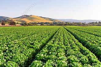 Lettuce Field in Salinas Valley