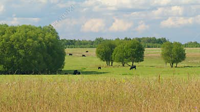 Cows On Pasture In Nature. Panoramic View Of Black Cow On Green Grass. Blue Sky And Cows.