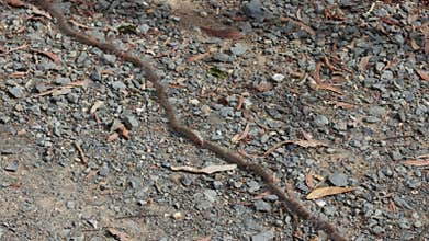Caterpillars in zoomed out view as they follow one another in procession
