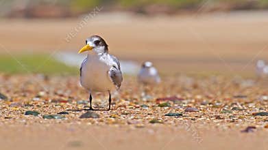 Greater crested tern (Thalasseus bergii) medium sized bird, animal sitting on the sandy beach by the sea