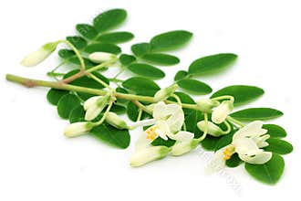 Edible moringa leaves with flower