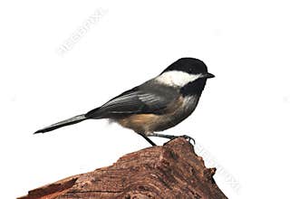 Isolated Chickadee On A Stump