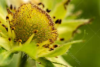 Fragaria × ananassa (Duchesne ex Weston) Duchesne ex Rozier, Strawberry. It was made in May after 5 p.m. in Szirák.