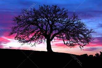 Oak Tree Sunset