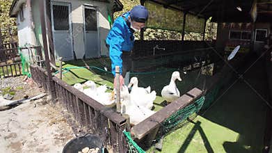 Duck race ribbon tied necks dash finish line go Japan Hokkaido zoo