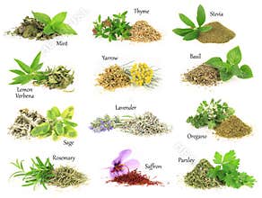 Fresh and dry aromatic herbs