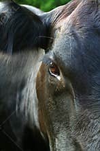 Black Angus Cow Close Up